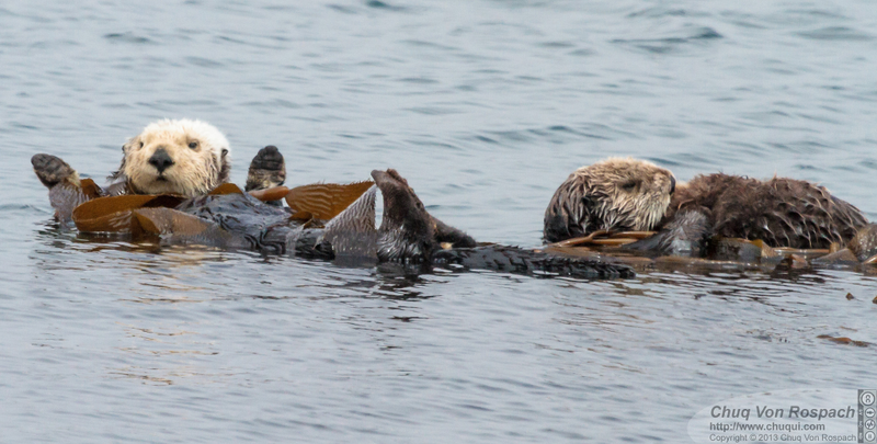 Illustration for article titled You Otter Know, It's Sea Otter Awareness Week!